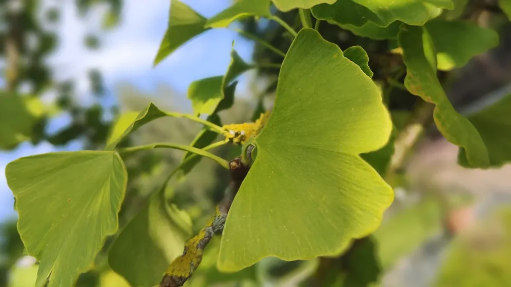Neidonhiuspuun lehti on Hiusduetton logossa.